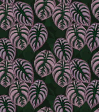 Plantas - Alocasia