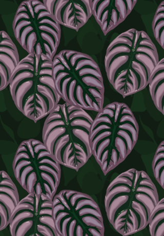 Plantas - Alocasia