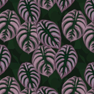 Plantas - Alocasia