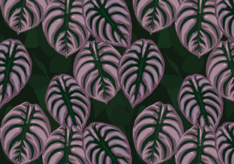 Plantas - Alocasia