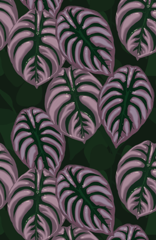 Plantas - Alocasia