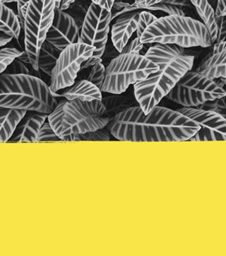 Maranta ultimate gray & illuminating