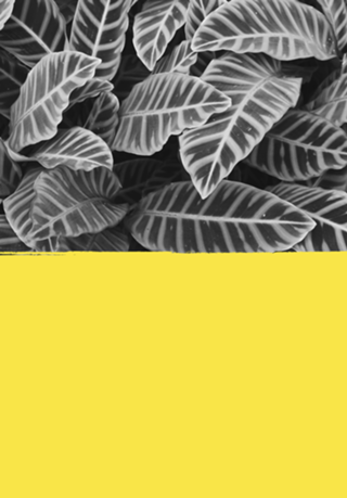 Maranta ultimate gray & illuminating