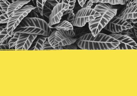 Maranta ultimate gray & illuminating