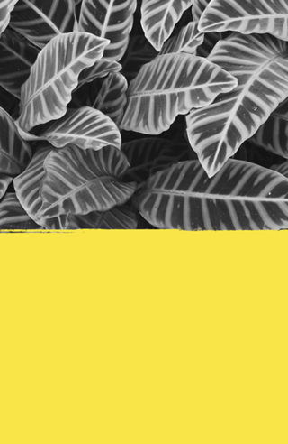 Maranta ultimate gray & illuminating