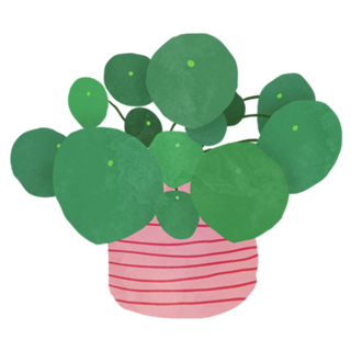 Pilea interior plant