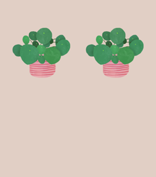Pilea interior plant