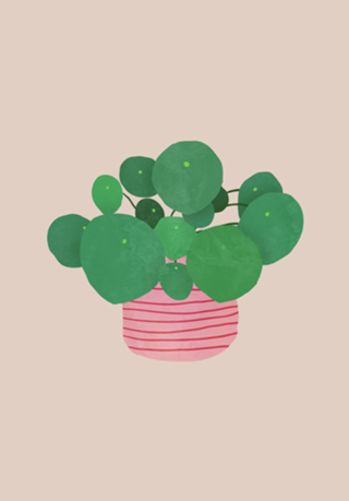 Pilea interior plant