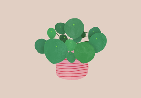 Pilea interior plant