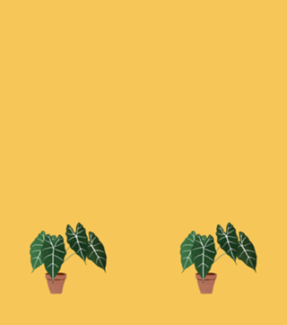 Alocasia amazonica interior plant