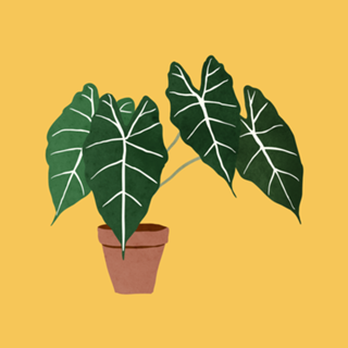 Alocasia amazonica interior plant