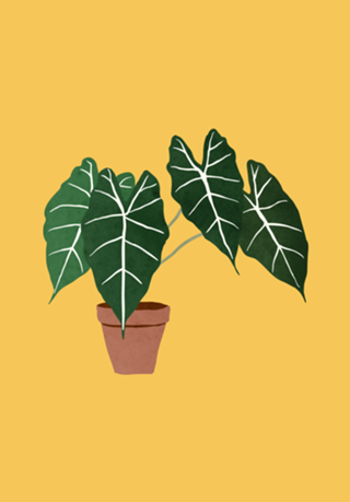Alocasia amazonica interior plant