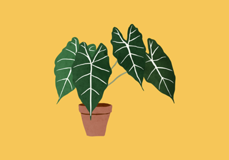 Alocasia amazonica interior plant