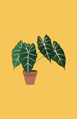 Alocasia amazonica interior plant