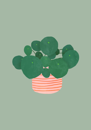 Pilea interior plant sage
