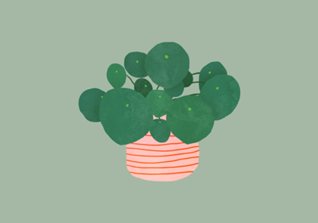 Pilea interior plant sage