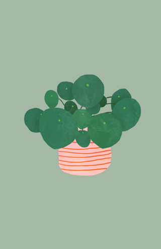 Pilea interior plant sage