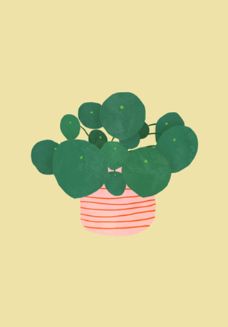 Pilea interior plant buttermilk yellow
