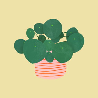 Pilea interior plant buttermilk yellow