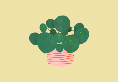Pilea interior plant buttermilk yellow