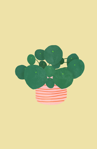 Pilea interior plant buttermilk yellow