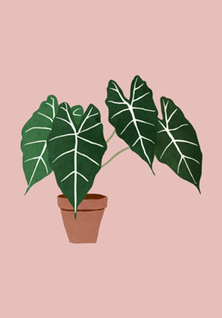 Alocasia amazonica interior plant blush pink