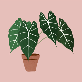 Alocasia amazonica interior plant blush pink
