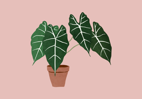 Alocasia amazonica interior plant blush pink