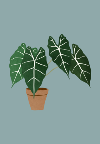 Alocasia amazonica interior plant muted blue