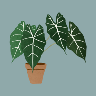 Alocasia amazonica interior plant muted blue