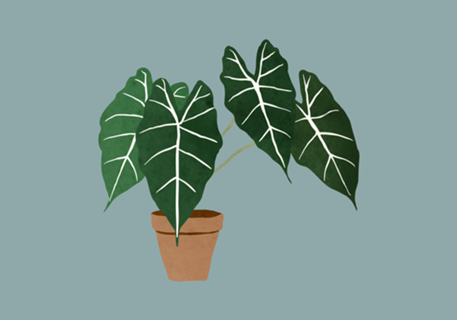 Alocasia amazonica interior plant muted blue