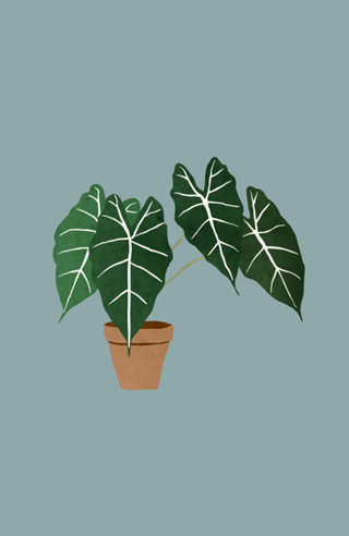 Alocasia amazonica interior plant muted blue