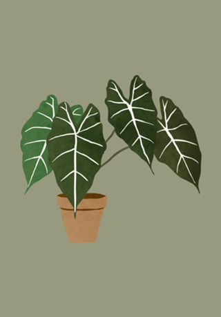 Alocasia amazonica interior plant green