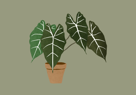 Alocasia amazonica interior plant green
