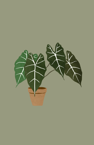 Alocasia amazonica interior plant green