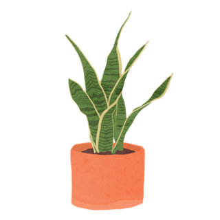 Sansevieria interior plant mint
