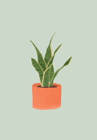 Sansevieria interior plant mint