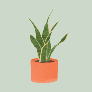 Sansevieria interior plant mint