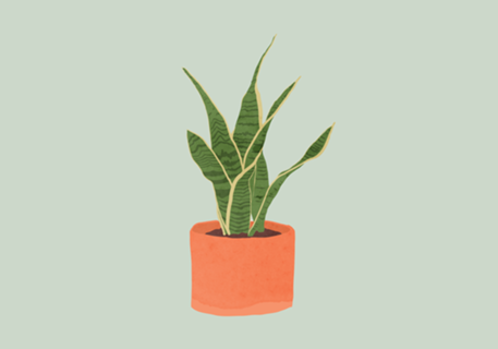 Sansevieria interior plant mint