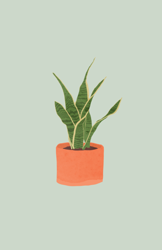 Sansevieria interior plant mint