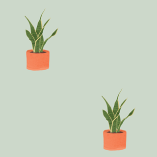 Sansevieria interior plant mint