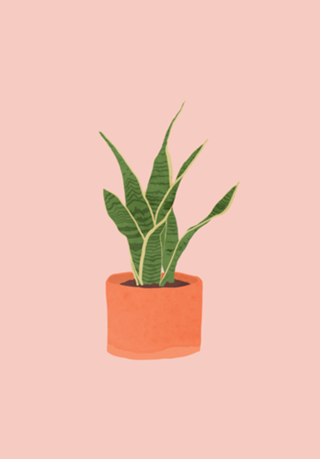 Sansevieria interior plant pink