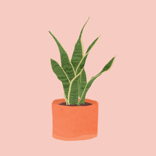 Sansevieria interior plant pink
