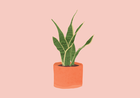 Sansevieria interior plant pink