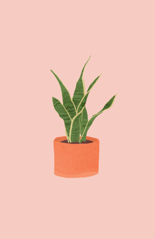 Sansevieria interior plant pink