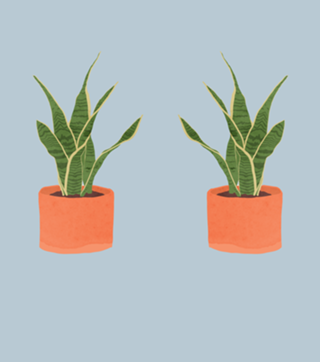Sansevieria interior plant silver