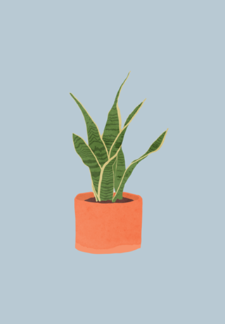 Sansevieria interior plant silver