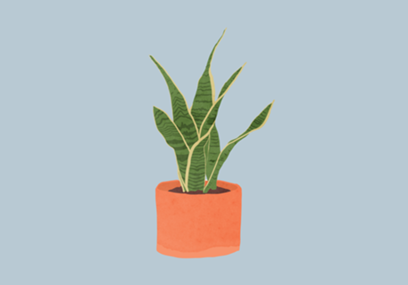 Sansevieria interior plant silver