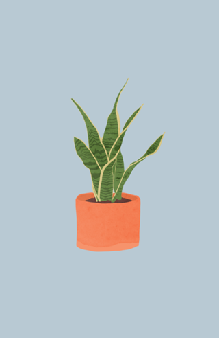 Sansevieria interior plant silver