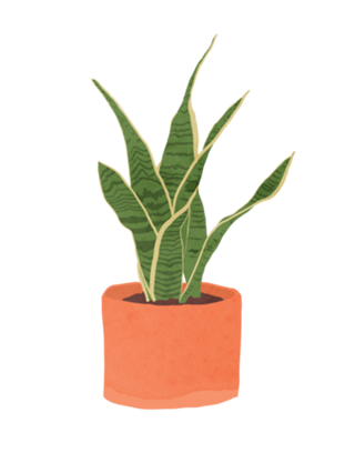 Sansevieria interior plant silver